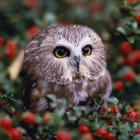 Top 47 Lifestyle Apps Like Owl Wallpapers - Stunning Collections Of Owl - Best Alternatives