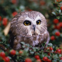 Owl Wallpapers - Stunning Collections Of Owl
