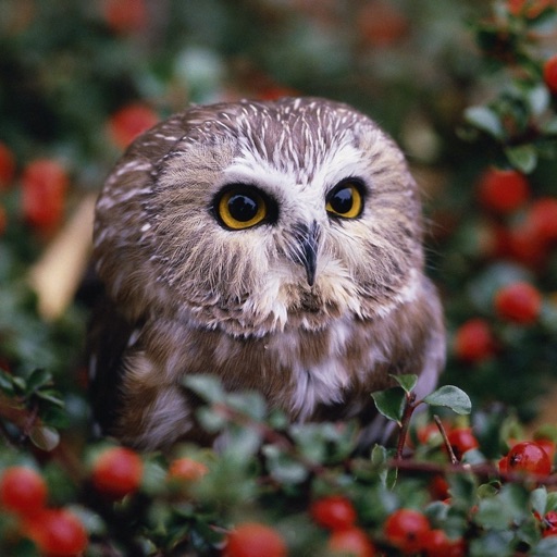 Owl Wallpapers - Stunning Collections Of Owl icon