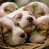 Cute Puppy Wallpapers | HD Backgrounds