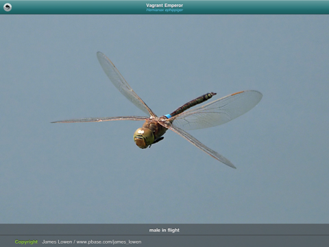 Dragonflies & Damselflies screenshot 2
