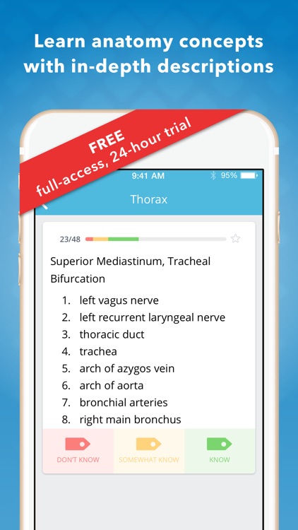MOORE Clinical Anatomy Flashcards
