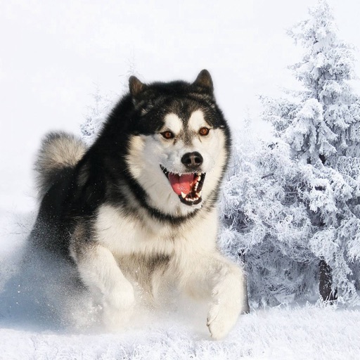 Husky Wallpapers HD- Quotes and Art icon