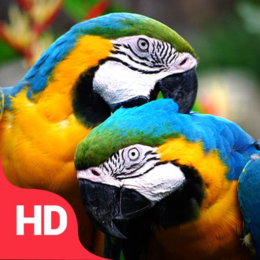 Beautiful Parrots Birds Wallpapers | Backgrounds icon