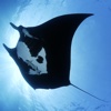 Manta Rays HD