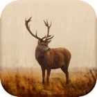 Deer Hunting Calls New