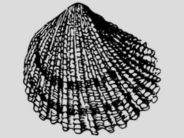 Seashell Stickers
