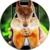 Squirrel On Hand Phone Prank
