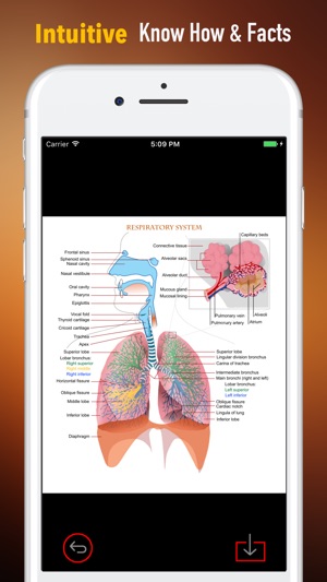 Department of Respiratory-Glossary and S