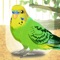 Virtual Therapeutic Parakeet Pet