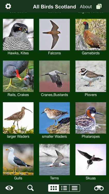 All Birds Scotland Complete Guide Scottish Birds screenshot-3