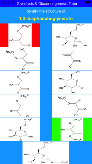 Glycolysis & Gluconeogenesis Tutor(圖5)-速報App