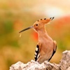 Hoopoe Wallpapers HD- Quotes and Art