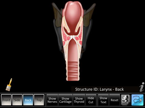 Larynx ID screenshot 4