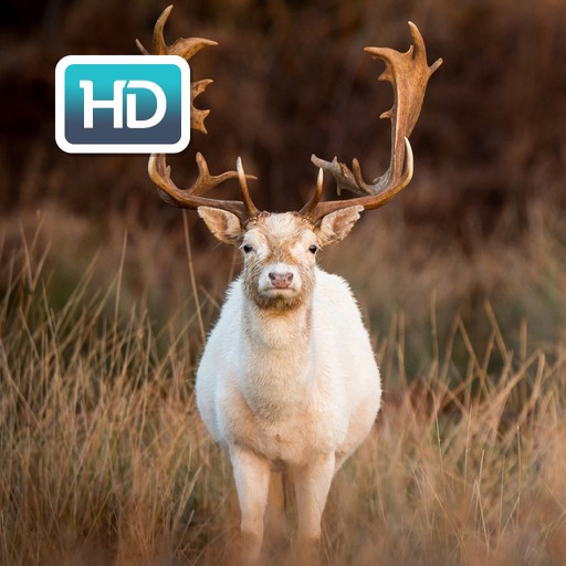 Deer Hunting HD Wallpapers & backgrounds Themes by Nishant Patel