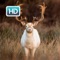 Deer Hunting HD Wallpapers & backgrounds Themes