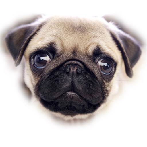 Doggy Sticker Pack