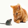 Mouse against cat