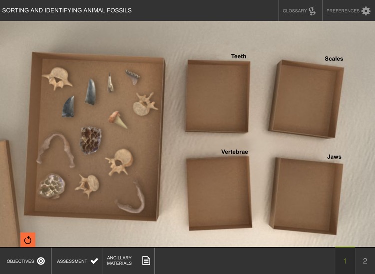 Sorting and Identifying Animal Fossils