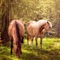 Horse Wallpapers & Backgrounds Lock Screen Theme
