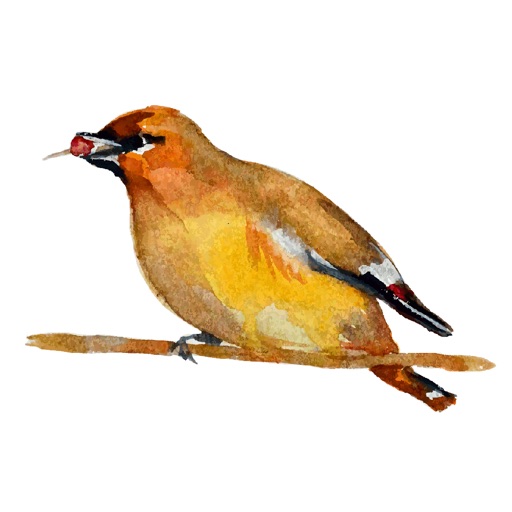 Birds! Watercolor Stickers Icon