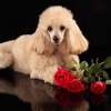 Poodle Dog Wallpapers
