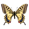 Stickers Butterfly