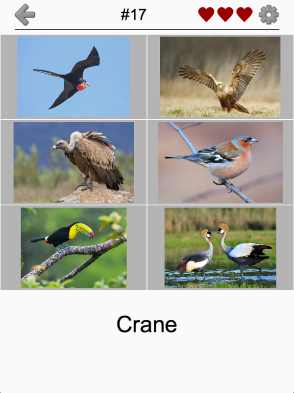 Bird World - Quiz about Famous Birds of the Earth screenshot 2