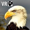 VR Fly With A Real Bald Eagle Virtual Reality 360 - iPhoneアプリ