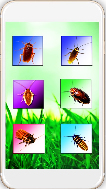 Cockroach On Hand Mega Prank