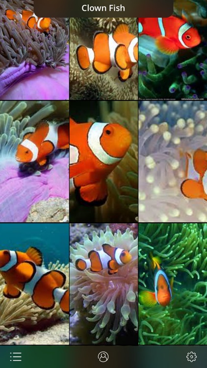 Aquarium Live Wallpaper | Nature coral ocean scene