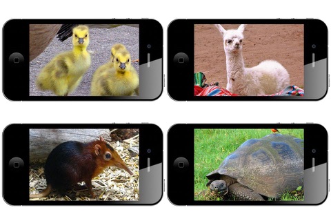 Animals Around The World Wallpapers HD screenshot 2