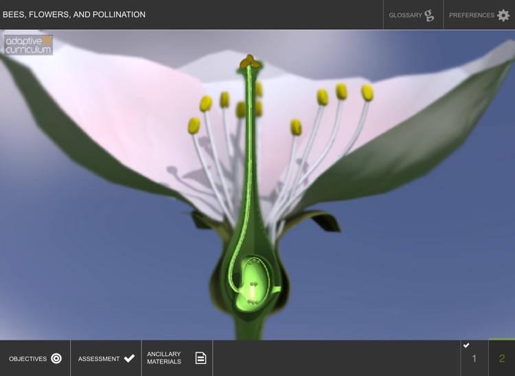 Bees, Flowers, and Pollination screenshot-3