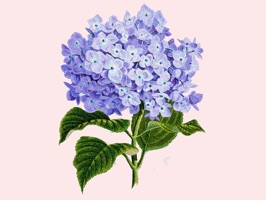 Delightful Flowers is a beautiful set of 22 glittered stickers of delightful vintage florals including roses, hydrangeas and water lilies