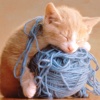 Cat Catch Wool Ball —— very cute game!