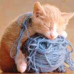Cat Catch Wool Ball —— very cute game