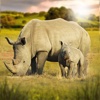 Rhino African Life Simulator 3D