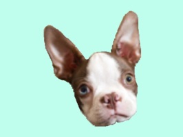 My names is Apollo