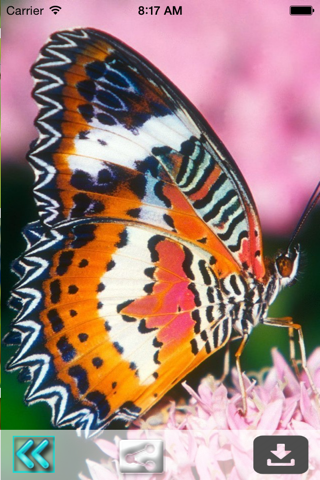 Butterfly Wallpapers(HD)-Best Backgrounds & Themes screenshot 2