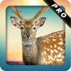 Sniper Deer Shooter 3D Pro