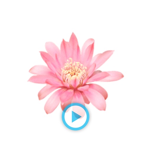 Flower And Bouquets - Animated Stickers icon