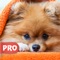 Cutest images of Pomeranian Dog Breed for your device