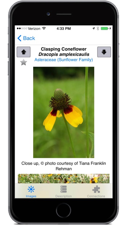 Flora of Texas: FW Prairie screenshot-3