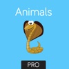 More Animals Flashcard for babies and preschoo Pro