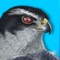 iBird™ Plus is the perfect app if you are serious about birding but want to keep your investment low