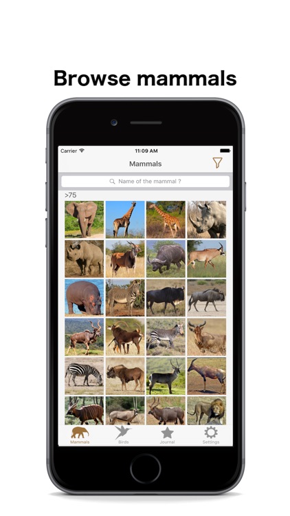 African Safariguide