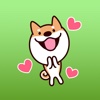 Vincent The Funny Shiba Inu