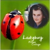 Ladybug Photo Frames Collage Wallpaper Selfie Pics