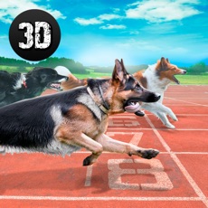 Activities of Dog Racing Tournament 2