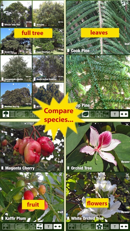 Tree Id Australia - Sydney's Urban Trees & Shrubs screenshot-4